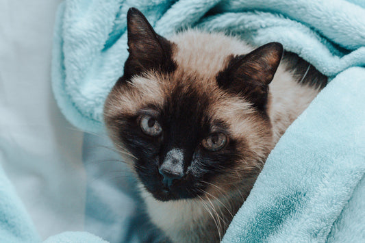 Cat Scratching Couches? Positive Reinforcement to Protect Your Home & Preserve Your Bond