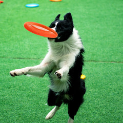 Dog Frisbee: Chew-Resistant, Easy to Catch – Hours of Active Fun for Parks, Beaches & Backyard Bonding!